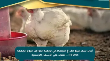ثبات سعر كيلو الفراخ البيضاء في بورصة الدواجن اليوم الجمعة 1-8-2025… تعرف على الأسعار الرسمية